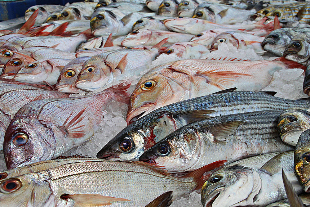Best Foods for Eye Health Fish