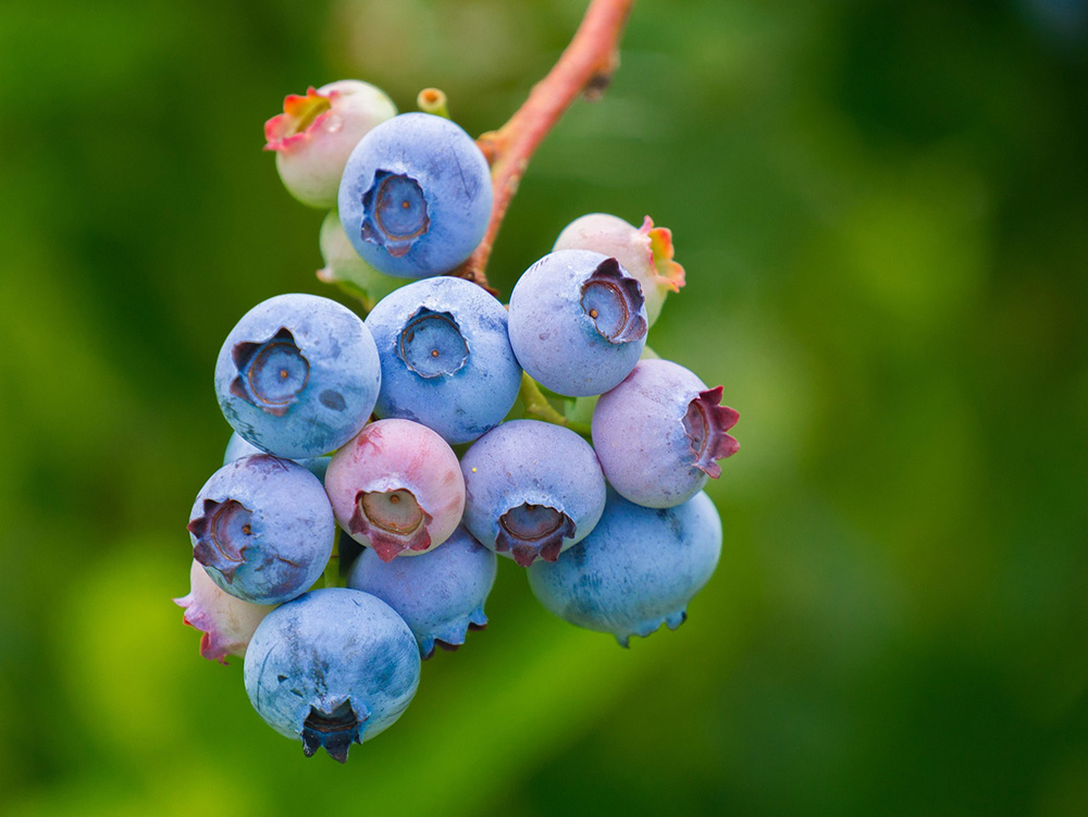 Vitamin C- How Much and Which Sources Are Best for Boosting Immunity 2 Blueberries